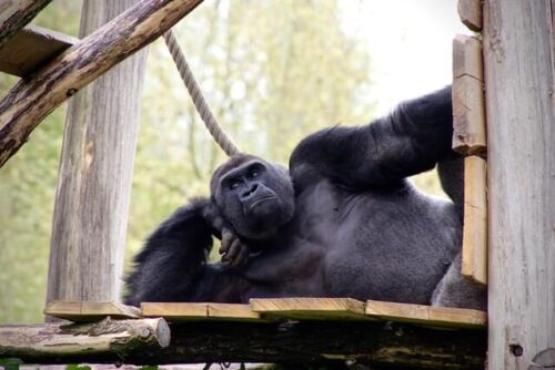 gorilla　Lying down
